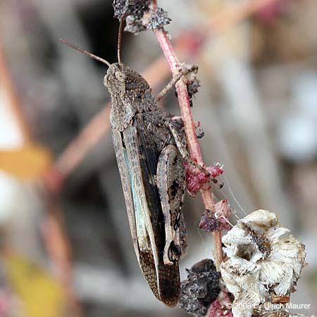 Braune Strandschrecke