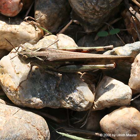 Braune Strandschrecke