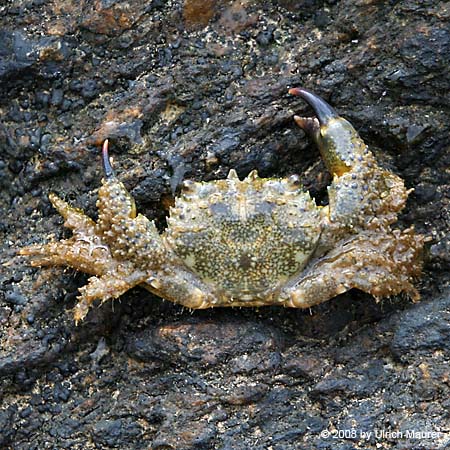 Gemeine Strandkrabbe