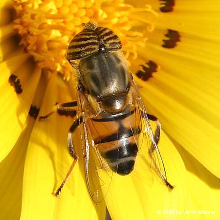 Eristalinus taeniops