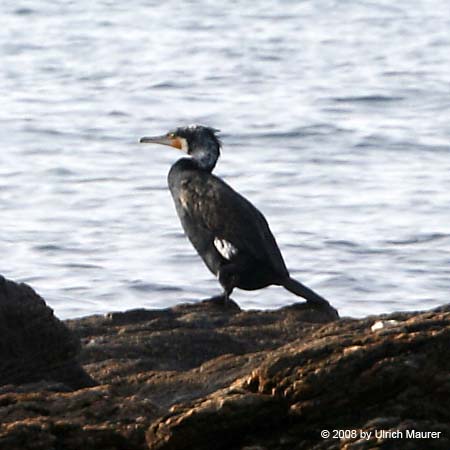 Kormoran