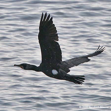 Kormoran