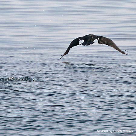 Kormoran