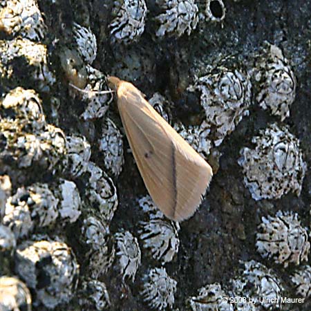 Rhodometra sacraria