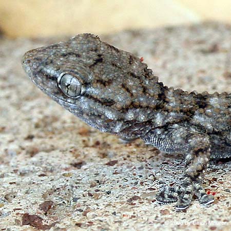 Mauergecko