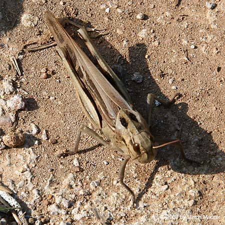 Europäische Wanderheuschrecke