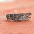 Calliptamus sp.