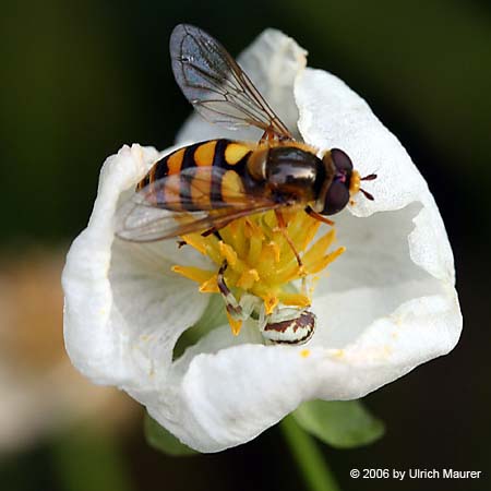 Von der Larve zur Libelle