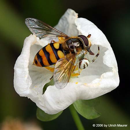 Von der Larve zur Libelle