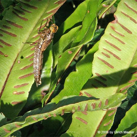 Von der Larve zur Libelle