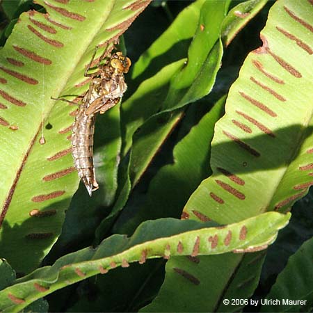 Von der Larve zur Libelle