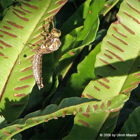 Von der Larve zur Libelle