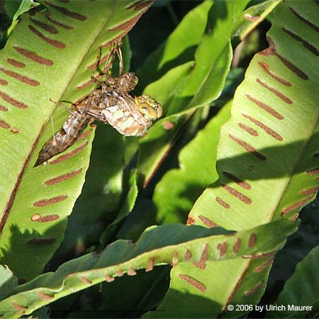 Von der Larve zur Libelle