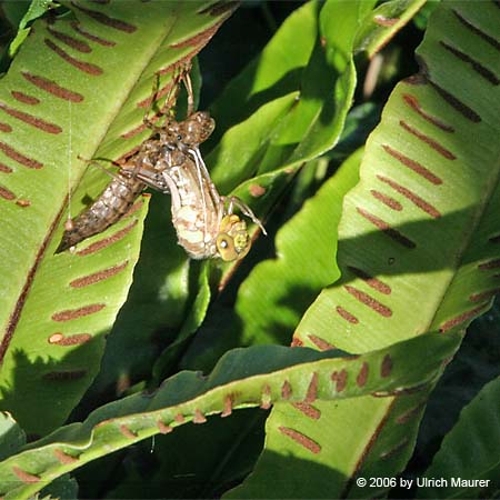 Von der Larve zur Libelle