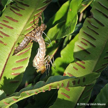 Von der Larve zur Libelle