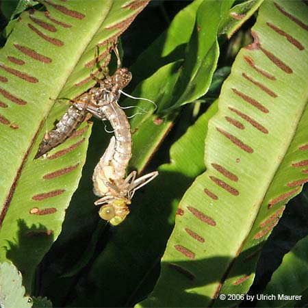 Von der Larve zur Libelle