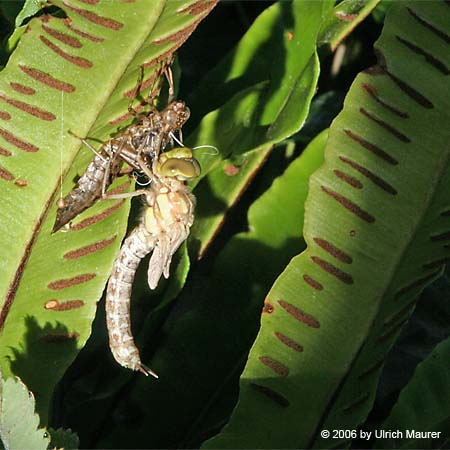 Von der Larve zur Libelle