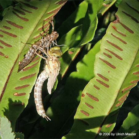 Von der Larve zur Libelle