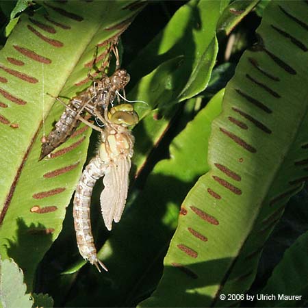 Von der Larve zur Libelle