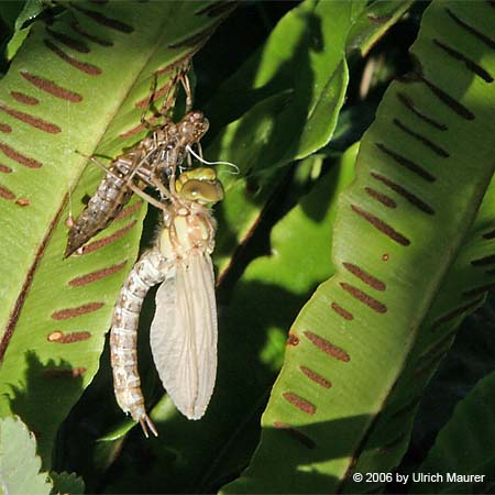 Von der Larve zur Libelle