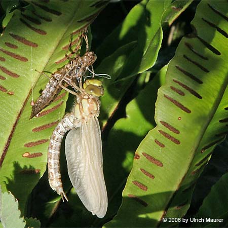 Von der Larve zur Libelle