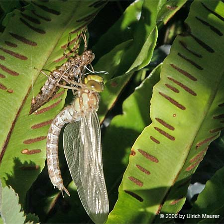 Von der Larve zur Libelle