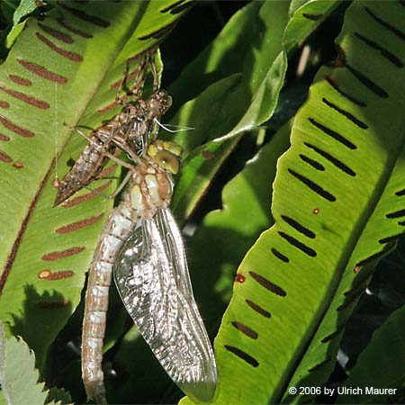 Von der Larve zur Libelle