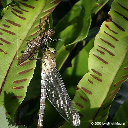 Von der Larve zur Libelle