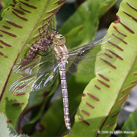 Von der Larve zur Libelle