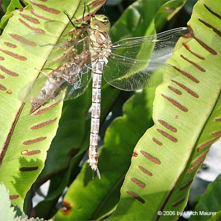 Von der Larve zur Libelle