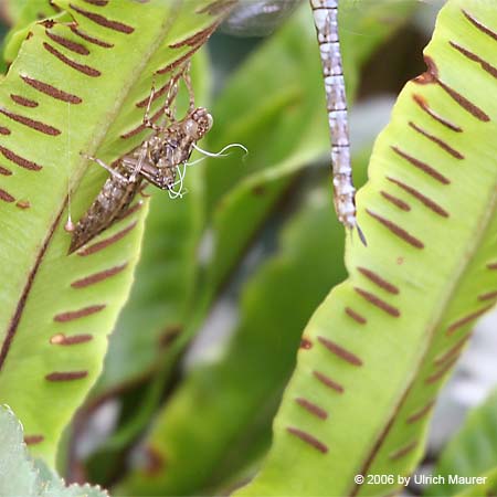 Von der Larve zur Libelle