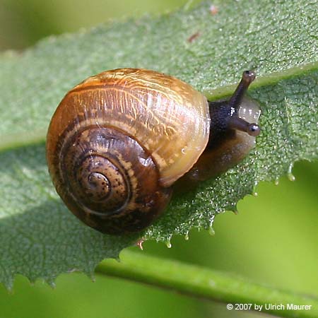 Gefleckte Schnirkelschnecke