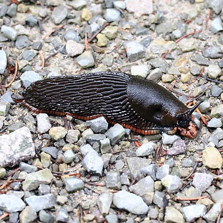 Große Wegschnecke