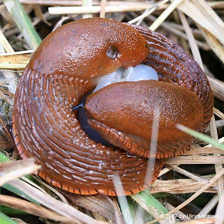 Große Wegschnecke