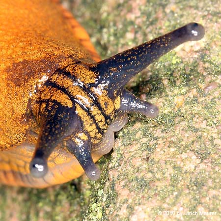 Spanische Wegschnecke