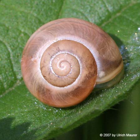 Garten-Schnirkelschnecke