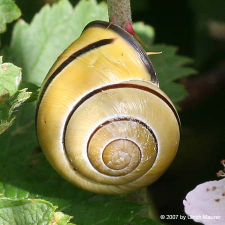 Hain-Bänderschnecke