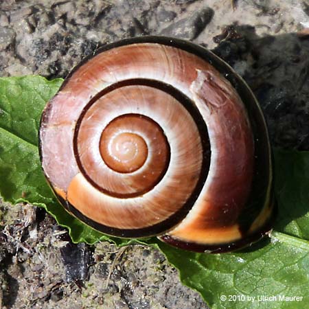 Hain-Bänderschnecke