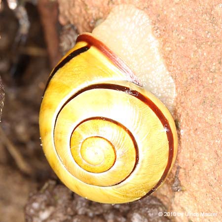 Hain-Bänderschnecke