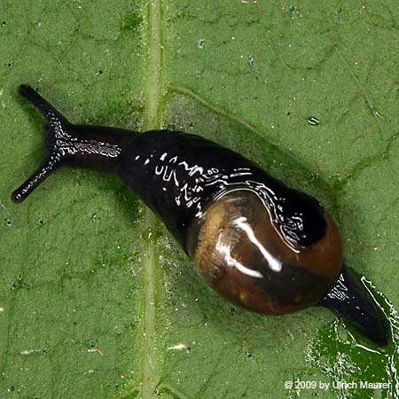 Ohrförmige Glasschnecke