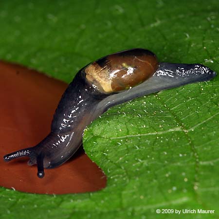 Ohrförmige Glasschnecke