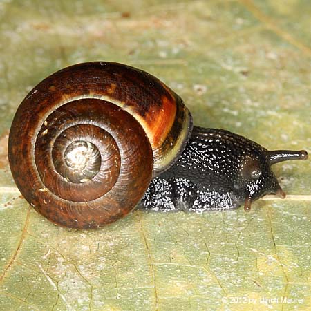 Genabelte Strauchschnecke