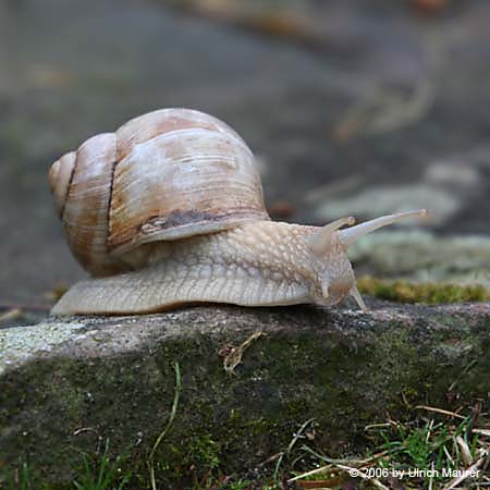 Weinbergschnecke