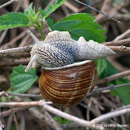 Weinbergschnecke