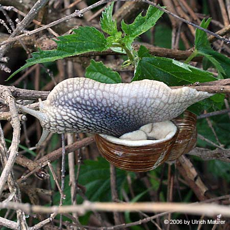 Weinbergschnecke