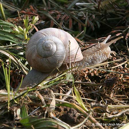 Weinbergschnecke