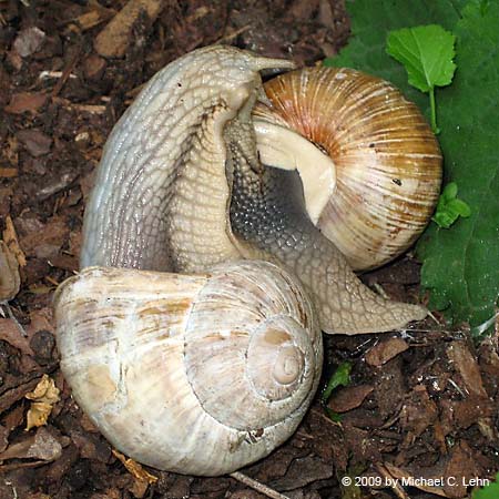 Weinbergschnecke