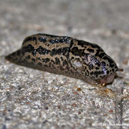 Tigerschnegel