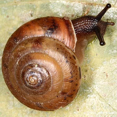 Rötliche Laubschnecke