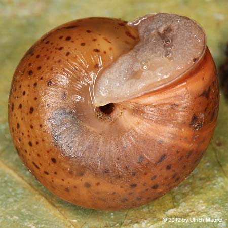 Rötliche Laubschnecke